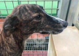Noa - Galgo