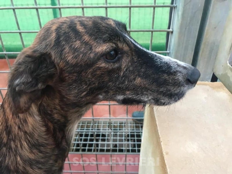 Noa - Galgo