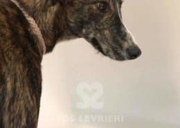 Noa - Galgo