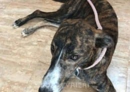 Noa - Galgo