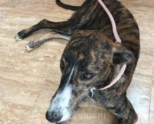 Noa - Galgo