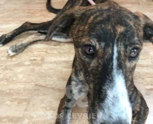 Noa - Galgo