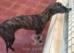Noa - Galgo