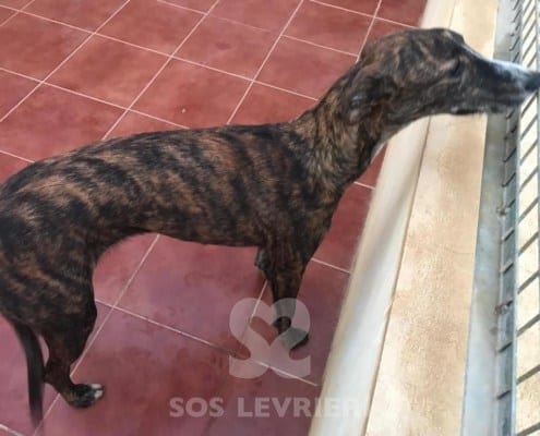 Noa - Galgo