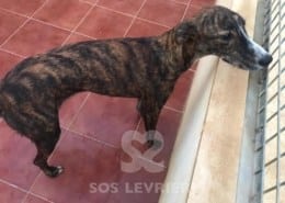 Noa - Galgo