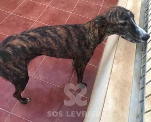 Noa - Galgo