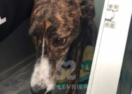 Noa - Galgo
