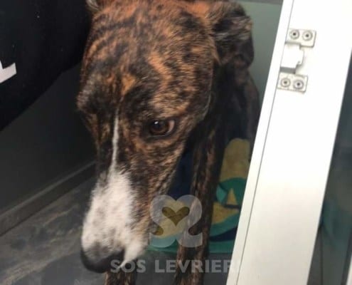 Noa - Galgo