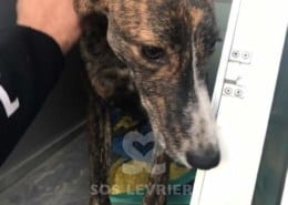 Noa - Galgo