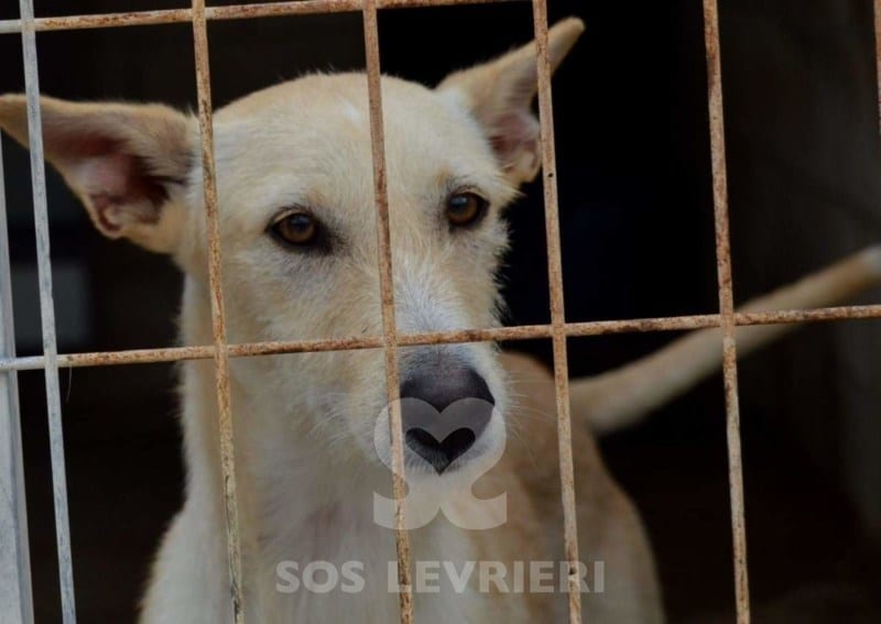 Noor - Galgo