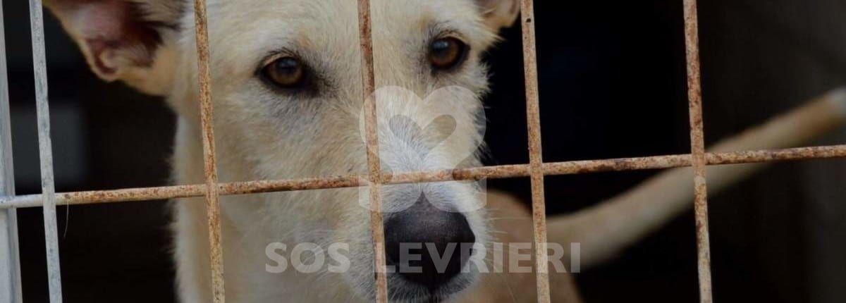 Noor - Galgo