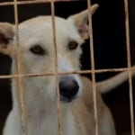 Noor - Galgo