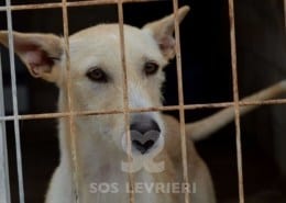 Noor - Galgo
