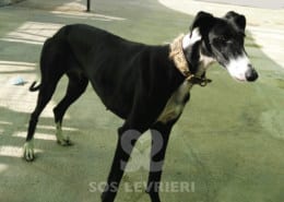 Sarita - Galgo