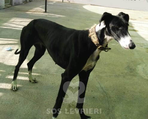 Sarita - Galgo