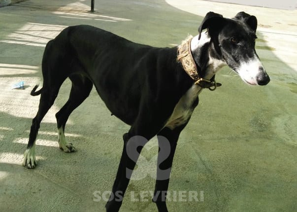 Sarita - Galgo