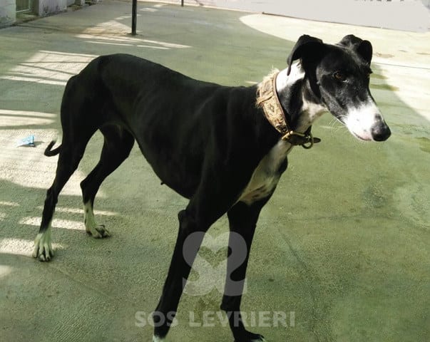 Sarita - Galgo