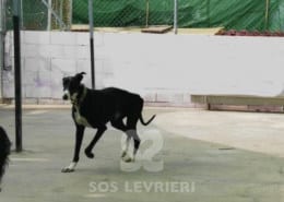 Sarita - Galgo