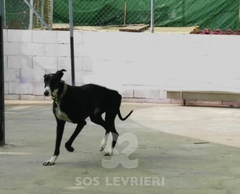 Sarita - Galgo