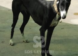 Sarita - Galgo