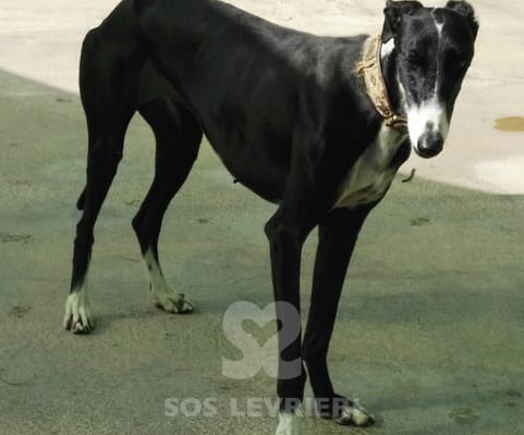 Sarita - Galgo