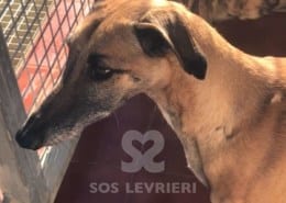 Suzy - Galgo