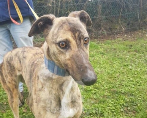 Sybil - Greyhound