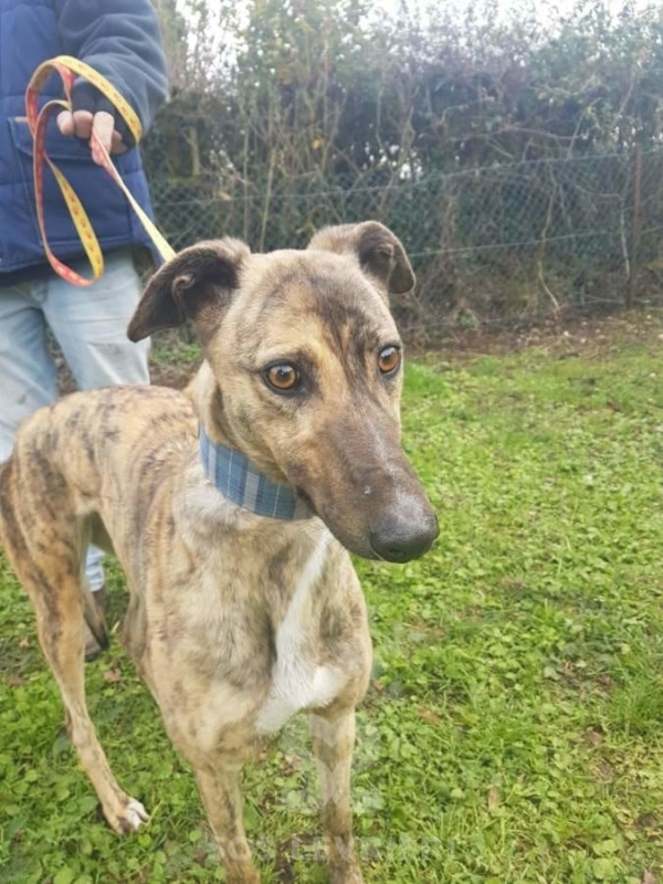 Sybil - Greyhound