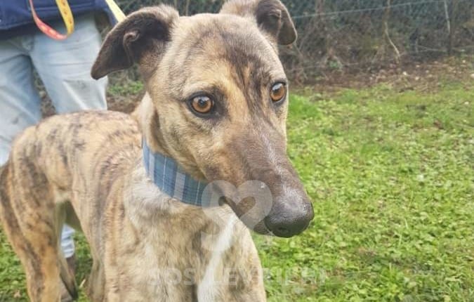 Sybil - Greyhound