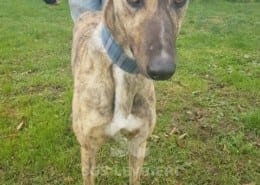 Sybil - Greyhound