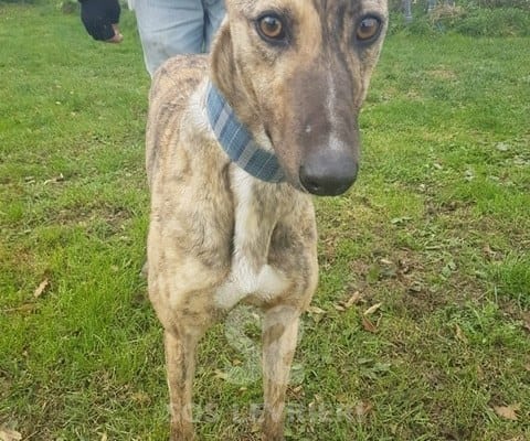 Sybil - Greyhound