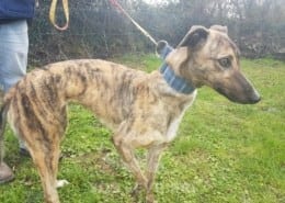 Sybil - Greyhound