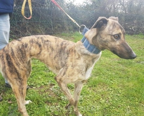 Sybil - Greyhound