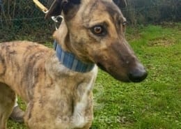 Sybil - Greyhound