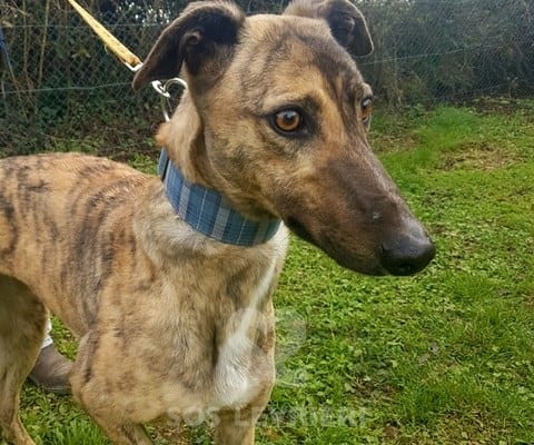 Sybil - Greyhound