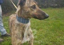 Sybil - Greyhound