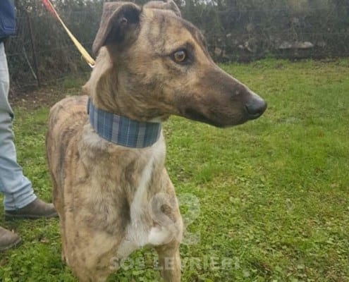 Sybil - Greyhound