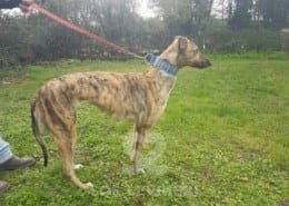 Sybil - Greyhound