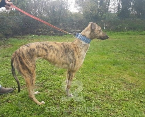 Sybil - Greyhound