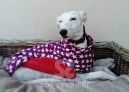 Beanie - Lurcher