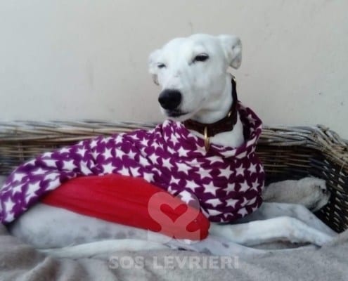 Beanie - Lurcher