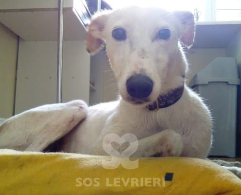 Beanie - Lurcher