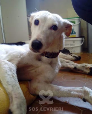 Beanie - Lurcher