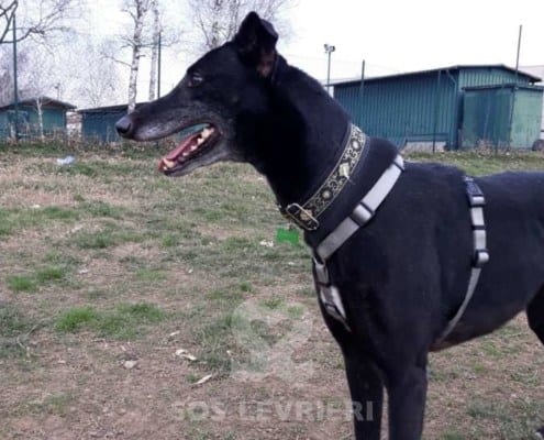Bolt - Greyhound