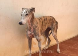 Ghada - Galgo