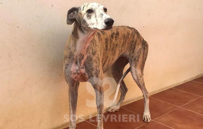 Ghada - Galgo
