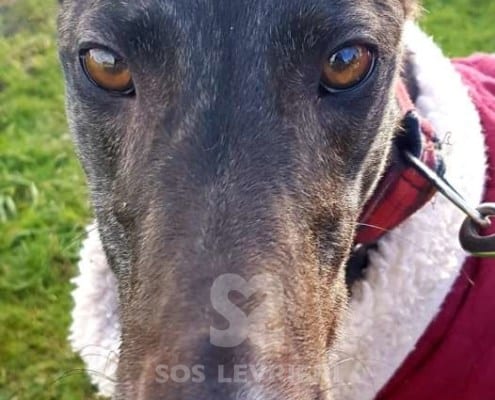 Lilibeth - Greyhound