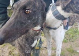 Lilibeth - Greyhound