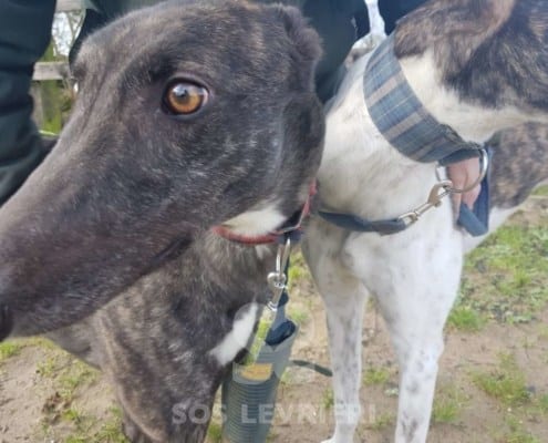 Lilibeth - Greyhound