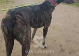 Lilibeth - Greyhound